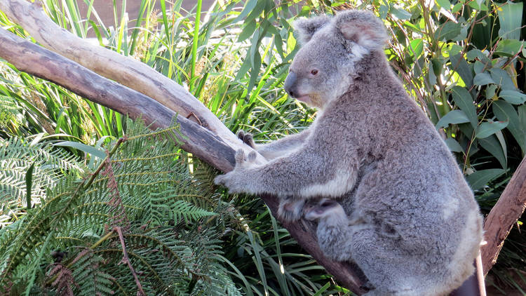 Wild Life Sydney Zoo