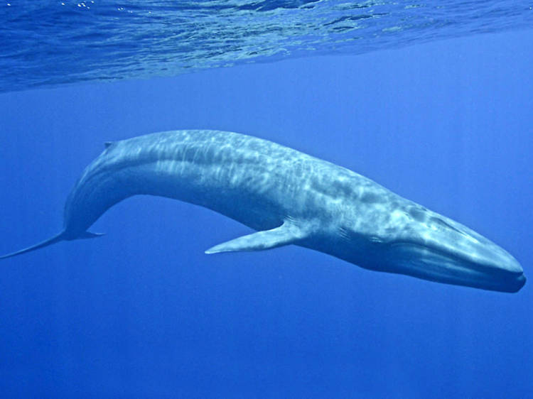 4. 藍鯨遊戲 Blue Whale