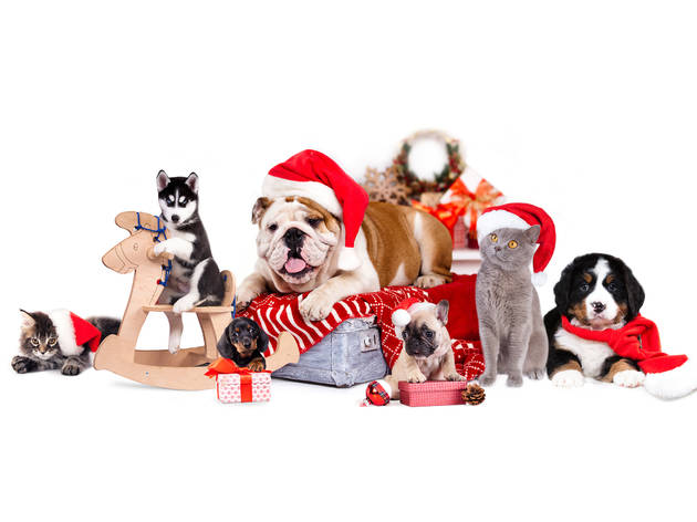 Actividades navideñas pets Actividades navideñas pets