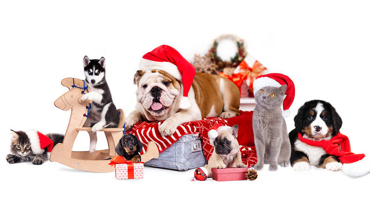 Actividades navideñas pets