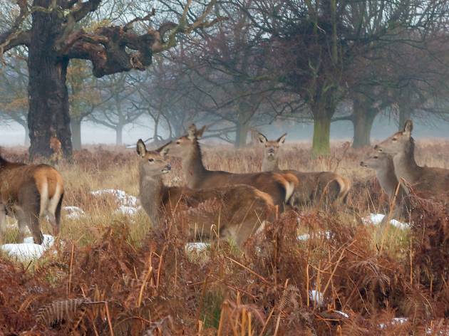 Winter Walks in London | 10 Frosty London Parks For Winter Walks