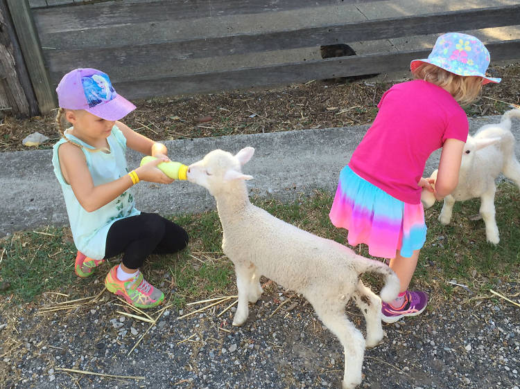 Calmsley Hill City Farm