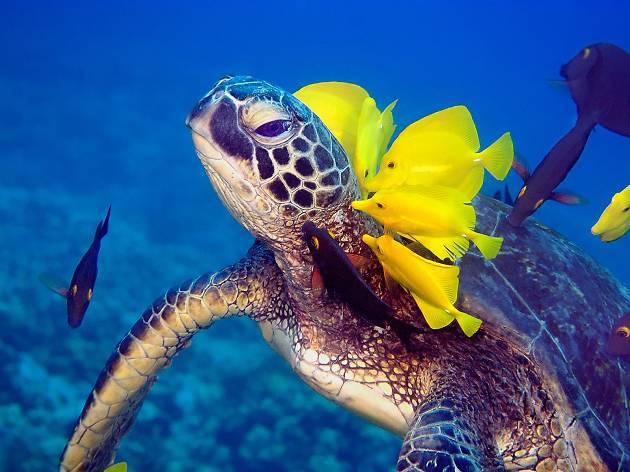Oceanário Oceanário