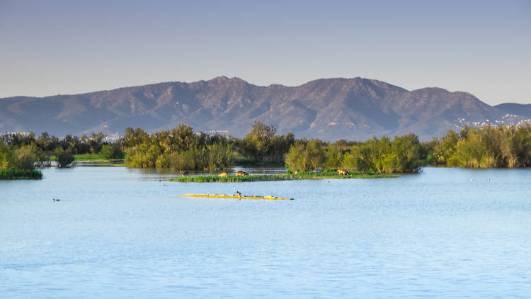 Anar als Aiguamolls de l’Empordà