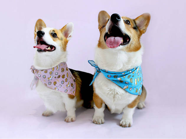 Caniche boutique canina Caniche boutique canina