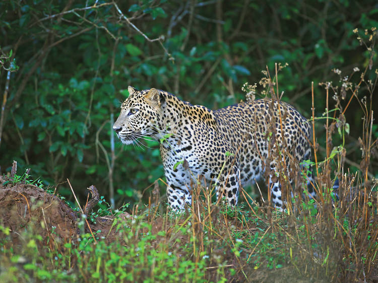 Wilpattu National Park