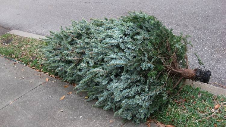 How to ditch your Christmas tree in NYC