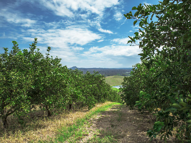 Huerta Santa Sofía Huerta Santa Sofía donde se cosechan las naranjas de Jugos Del Valle