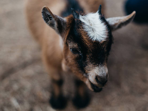 Watch 200 goats escape and roam the streets Watch 200 goats escape and roam the streets