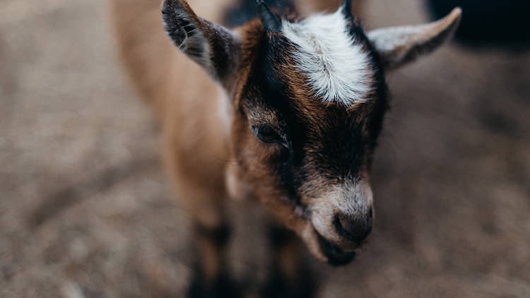 Goat yoga