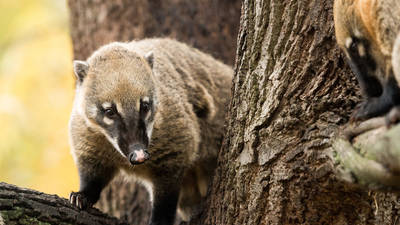 Battersea Park Children's Zoo | Attractions in Battersea, London