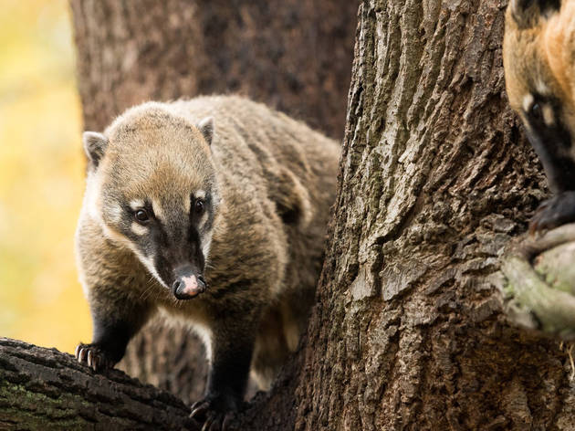 Battersea Park Children's Zoo | Attractions in Battersea, London