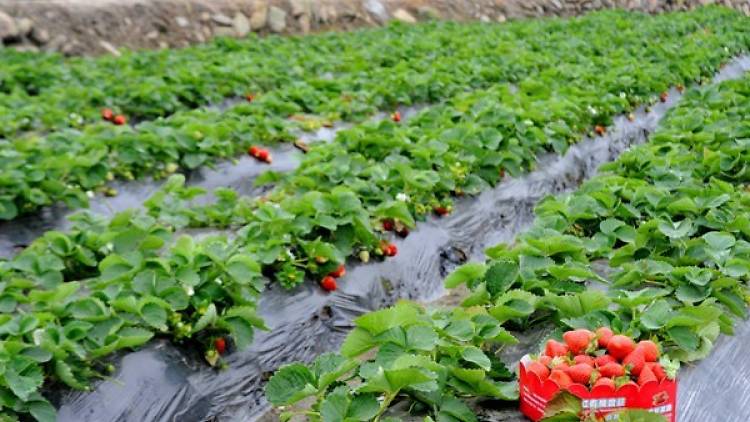 Long Ping Strawberry Farm