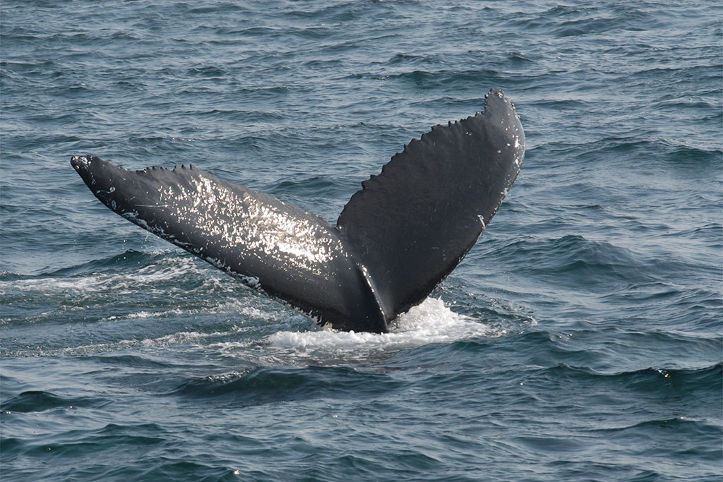 Whale Watching Boston: 6 Best Local Tours for Seeing Huge Whales