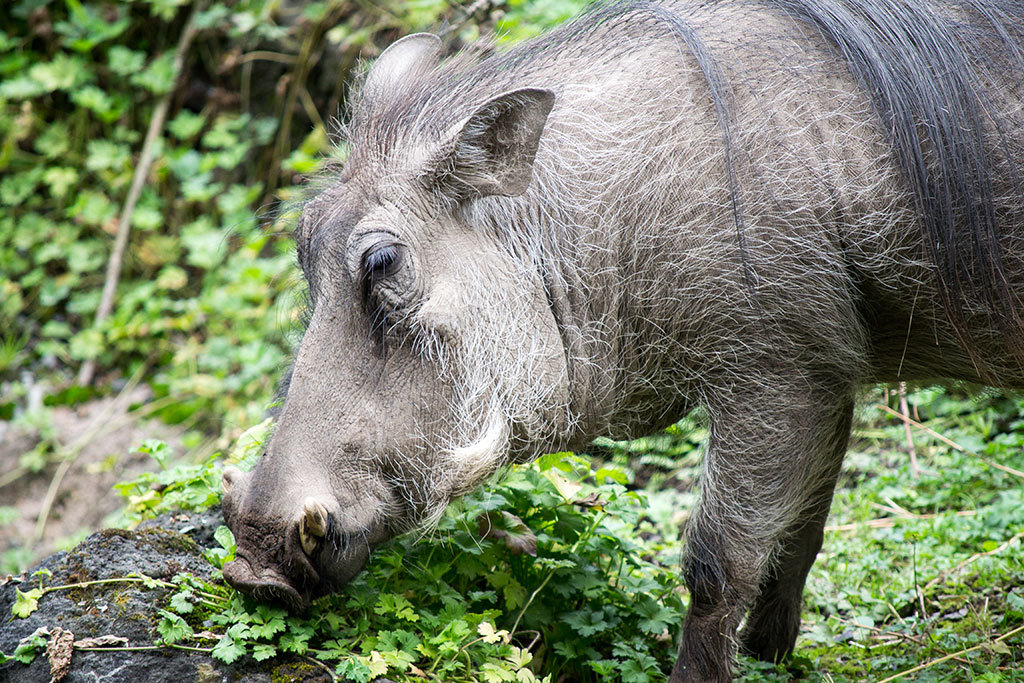 15 Best Zoos in the U.S. to Visit All Sorts of Animals