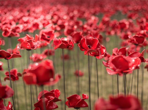 Poppies: Weeping Window