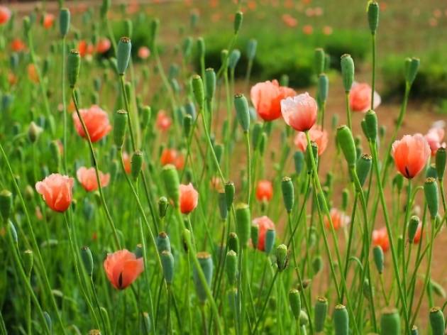 東京都薬用植物園 イメージ