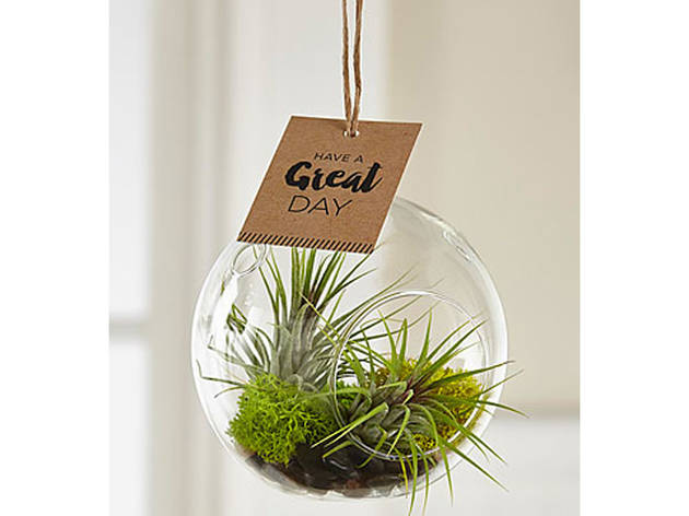 Just for You Hanging Air Plant Just for You Hanging Air Plant