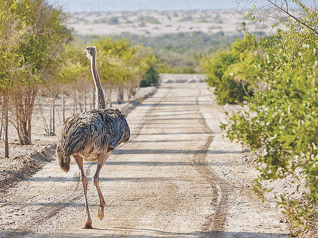 Há um safari incrível na ilha Sir Bani Yas Há um safari incrível na ilha Sir Bani Yas