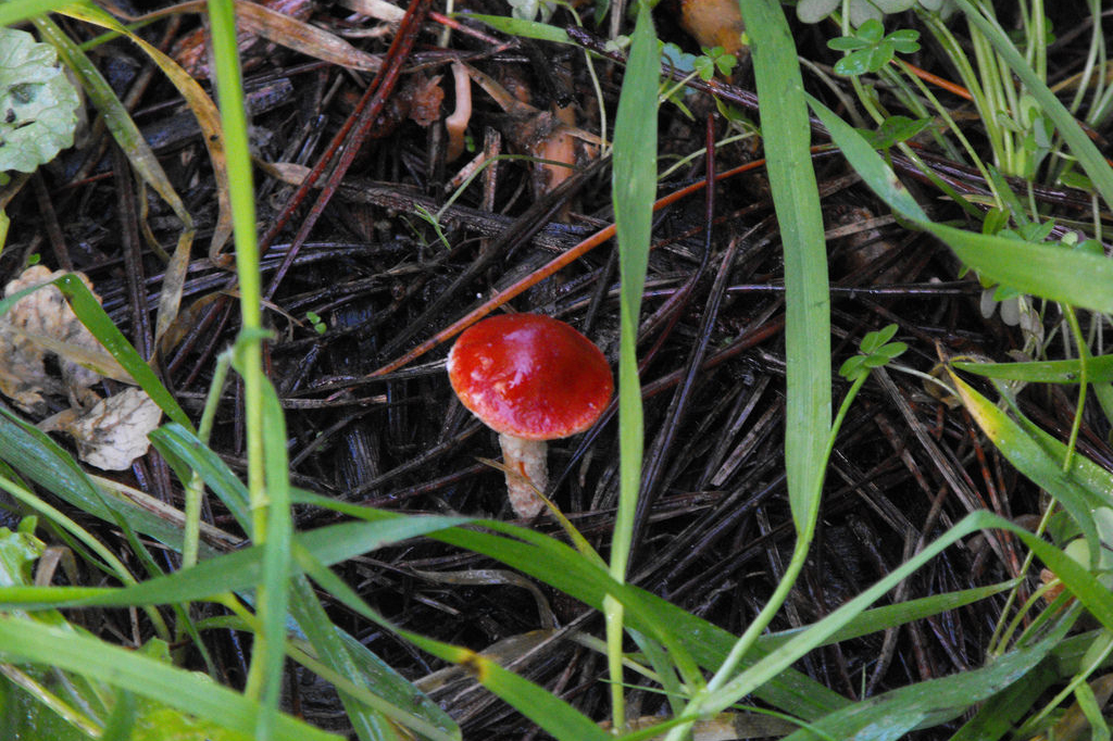 Fill your basket with mushrooms on one of these Bay Area foraging