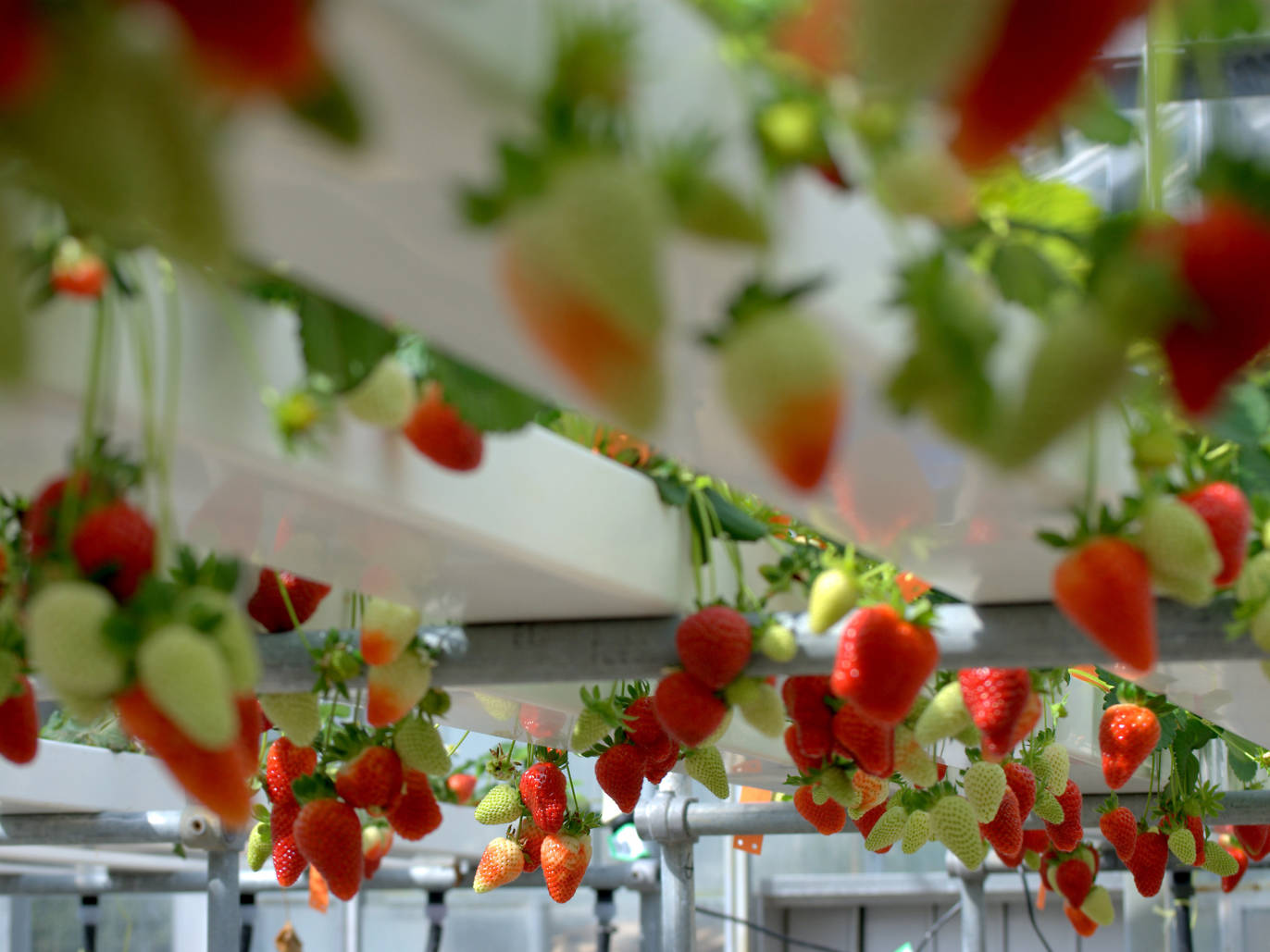 Where to go fruit picking near Sydney