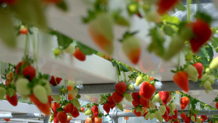 Generic Hydroponic Strawberries