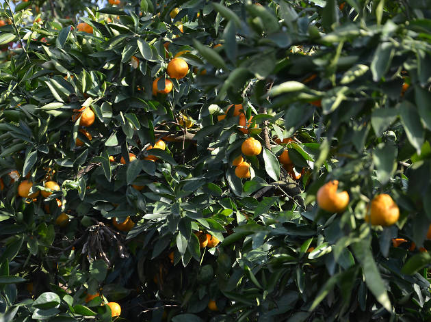 Generic Mandarin Tree Generic Mandarin Tree