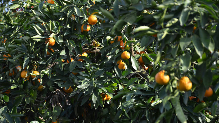 Generic Mandarin Tree