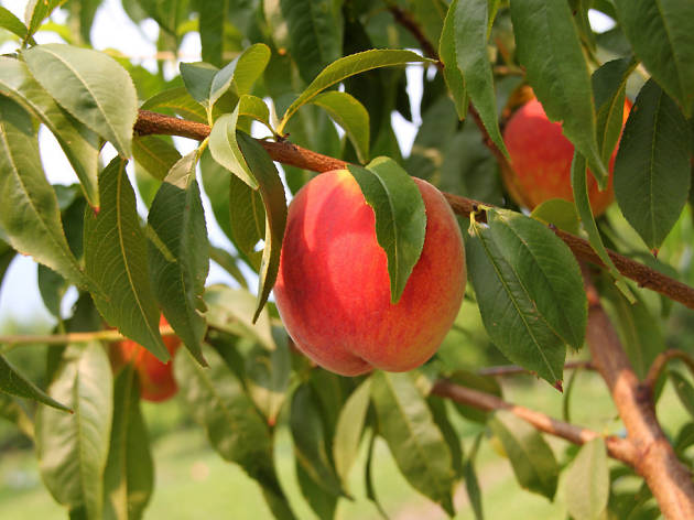 Generic Peach Tree Generic Peach Tree