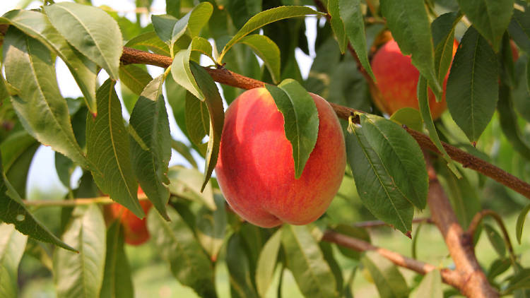 Generic Peach Tree