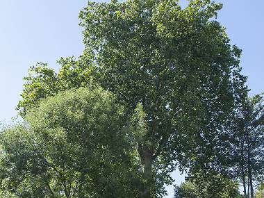 9 beautiful London street trees you have to see