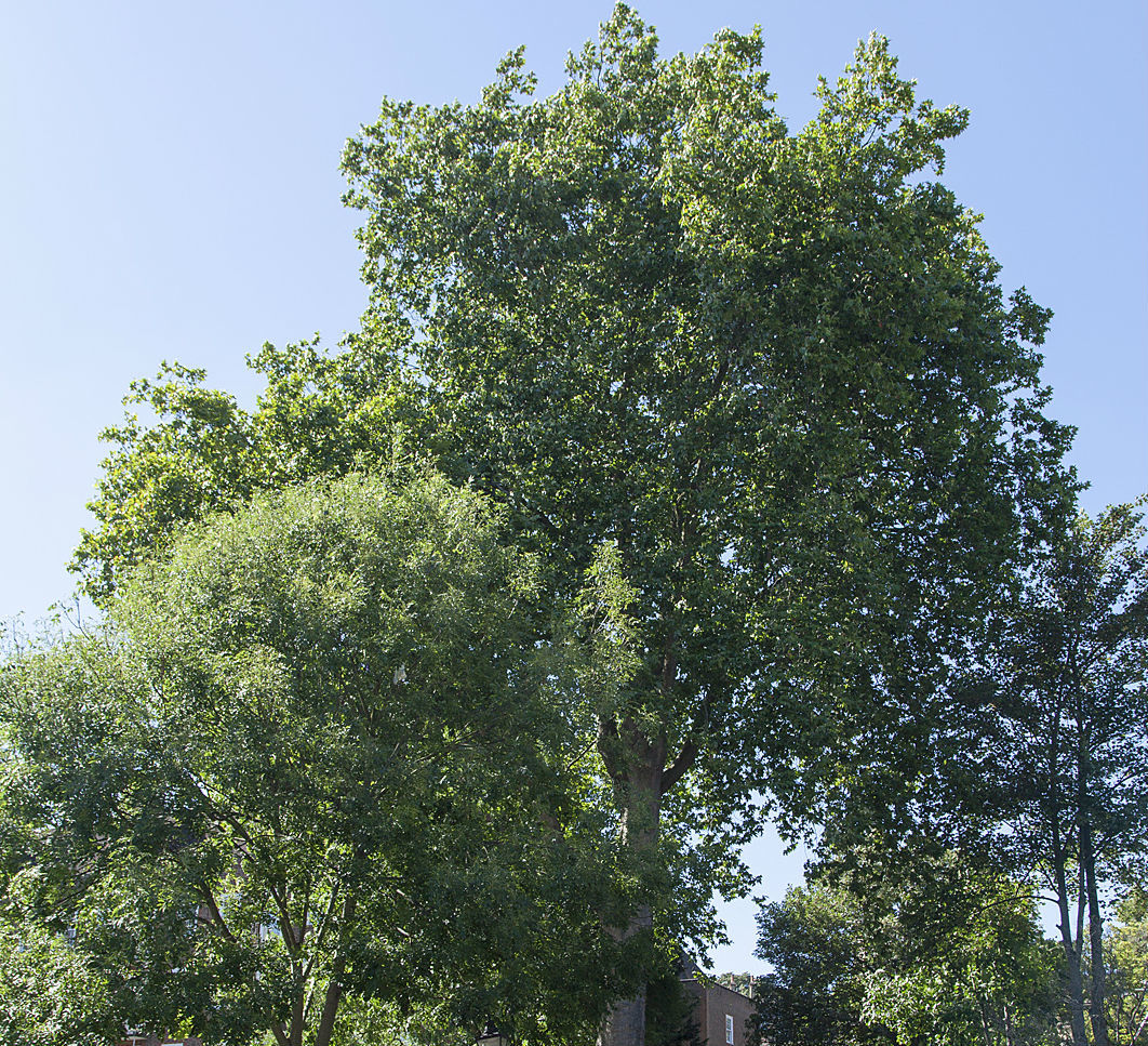 9 beautiful London street trees you have to see