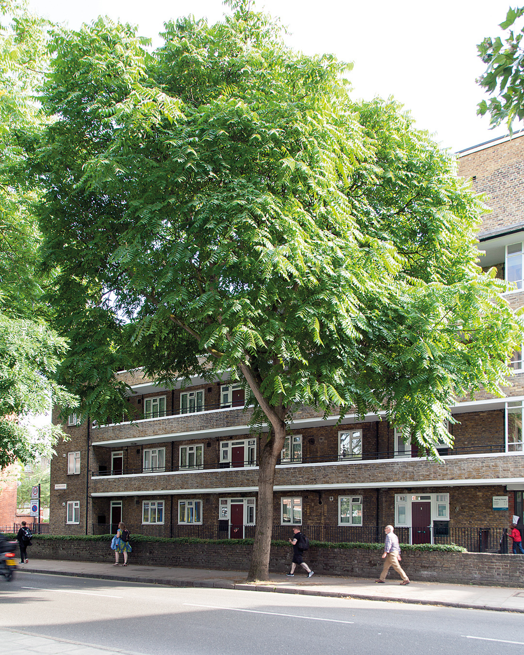 9 beautiful London street trees you have to see