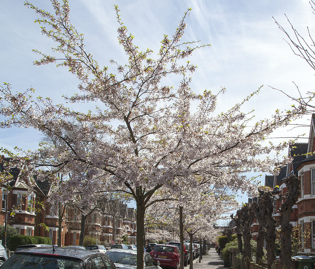 9 beautiful London street trees you have to see
