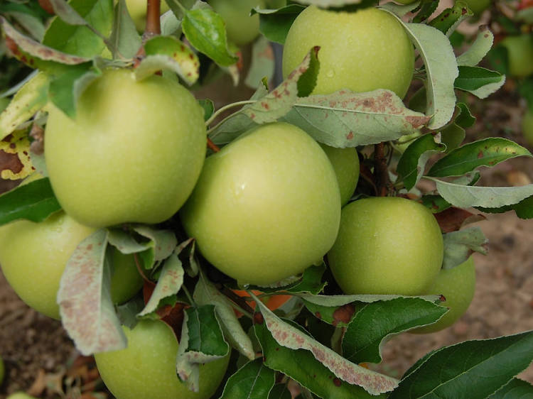 2pm Go fruit picking at Bilpin Fruit Bowl