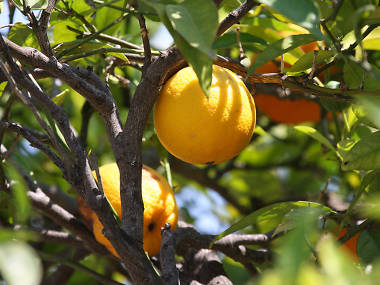 Where to go fruit picking near Sydney Where to go fruit picking near Sydney