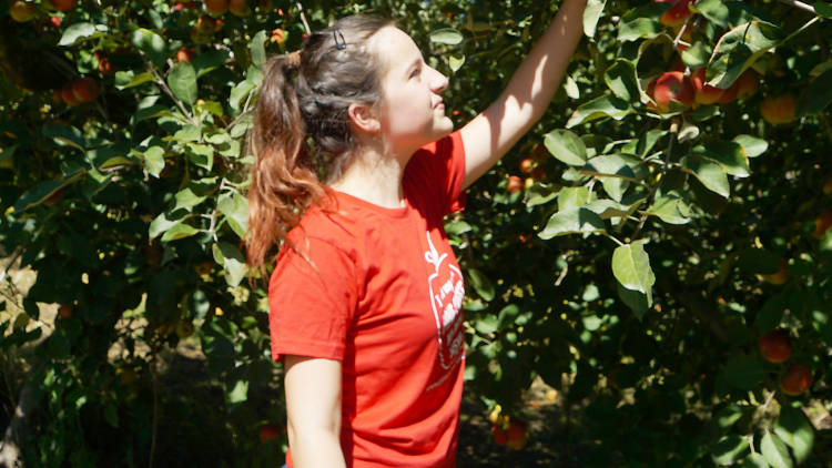 Apples: Pine Crest Orchard