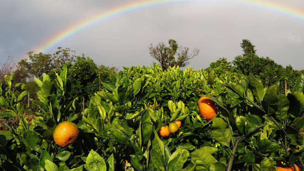 Where to go fruit picking near Sydney