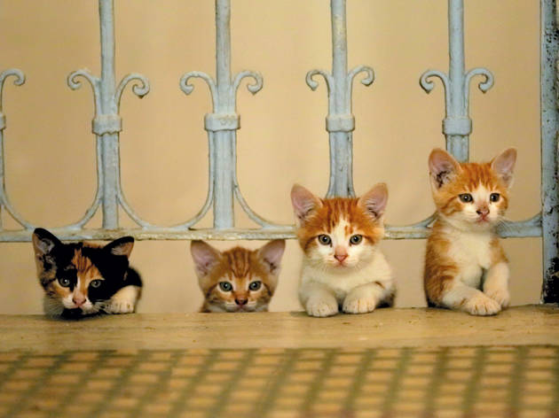 Gatos Gatos