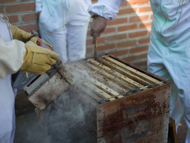 Save the bees Save the bees, abejas, apicultura, miel, polinización