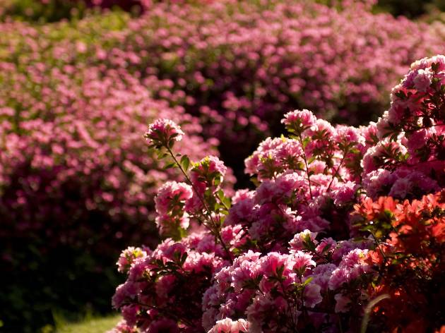 Dandenong ranges botanic gardens