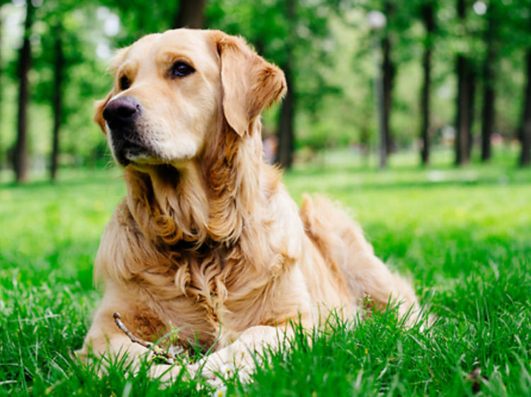 Good dogs to store have with kids