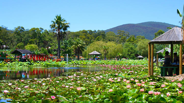 Blue Lotus Water Garden