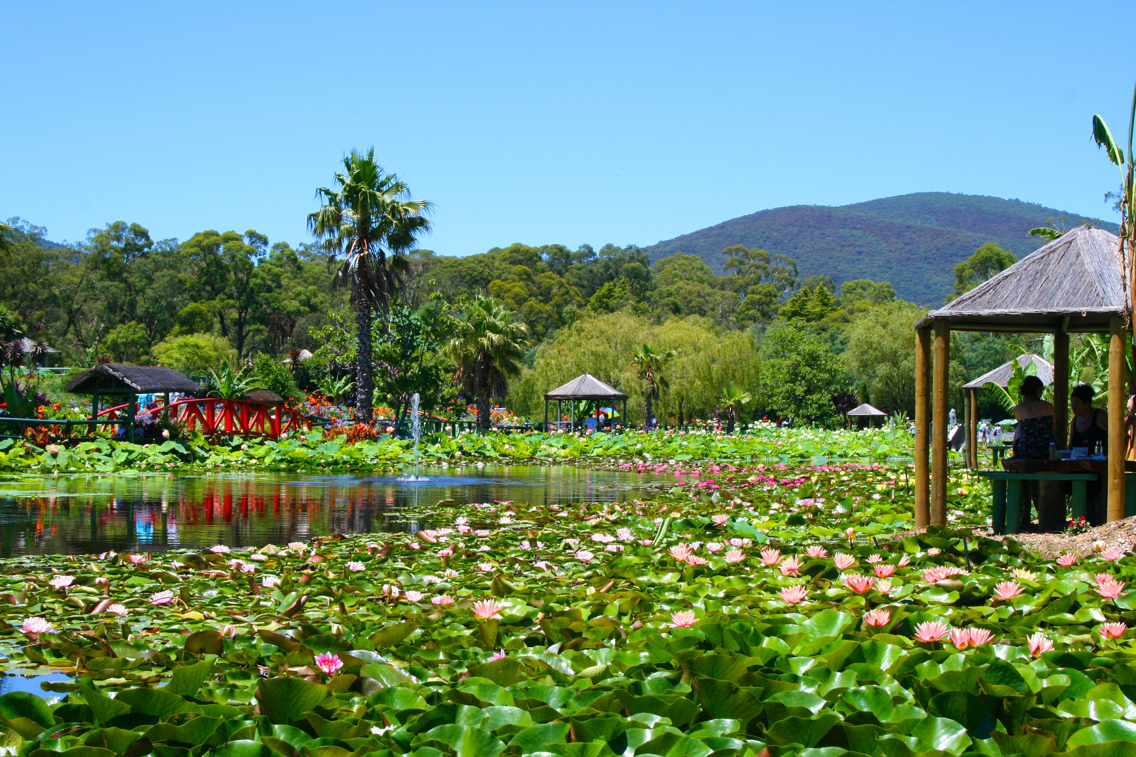 Blue Lotus Water Garden | Attractions in Yarra Valley, Melbourne