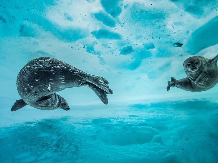 Photograph's from Wildlife Photographer of the Year 2018