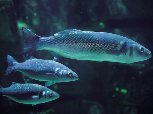 Peixos Peixos