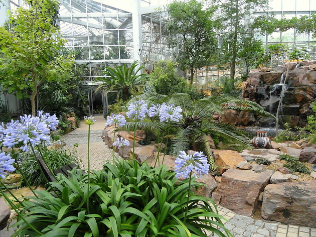 Palmengarten Palmengarten