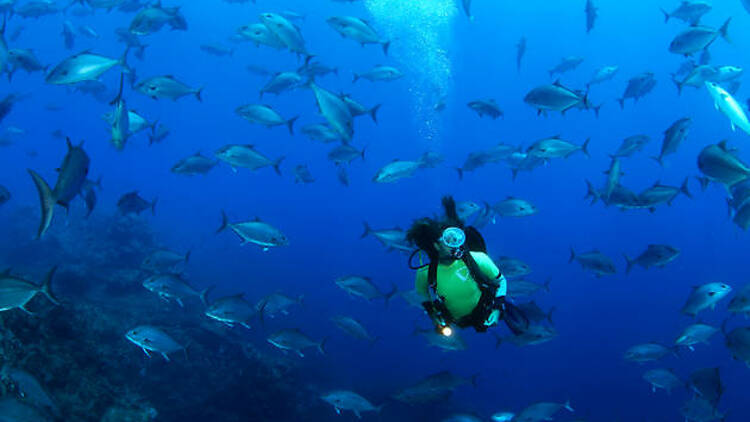 Swim alongside giant animals