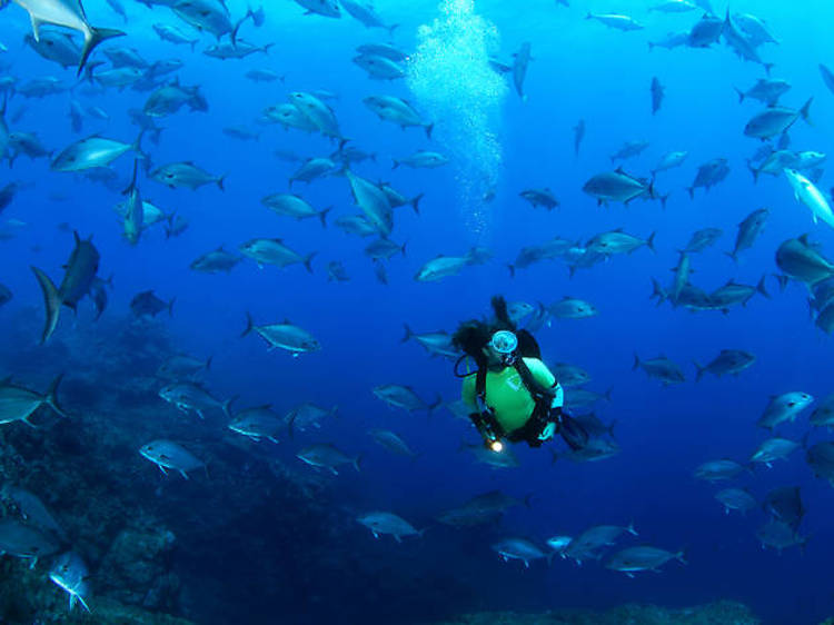 Swim alongside giant animals