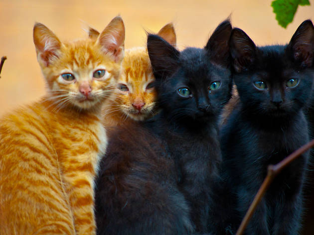 Jackson Galaxy's Cat Camp Jackson Galaxy's Cat Camp